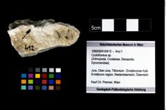 Foto (Objekt + Etikett) von Cyclothyreus sp.  (NHMW-GEO-1990-0041-0412)